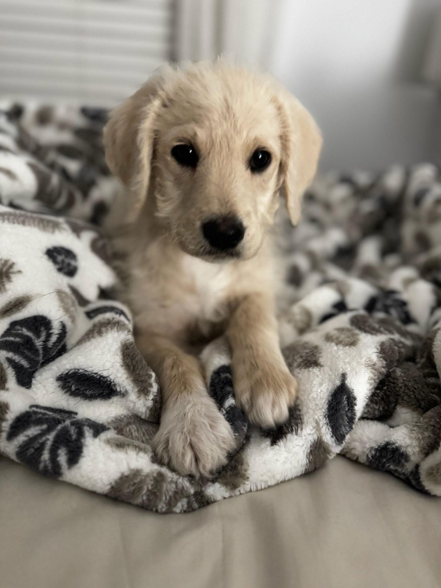 Enlarge Noodle, a Adopted mixed breed in Marine City, MI image 3/3