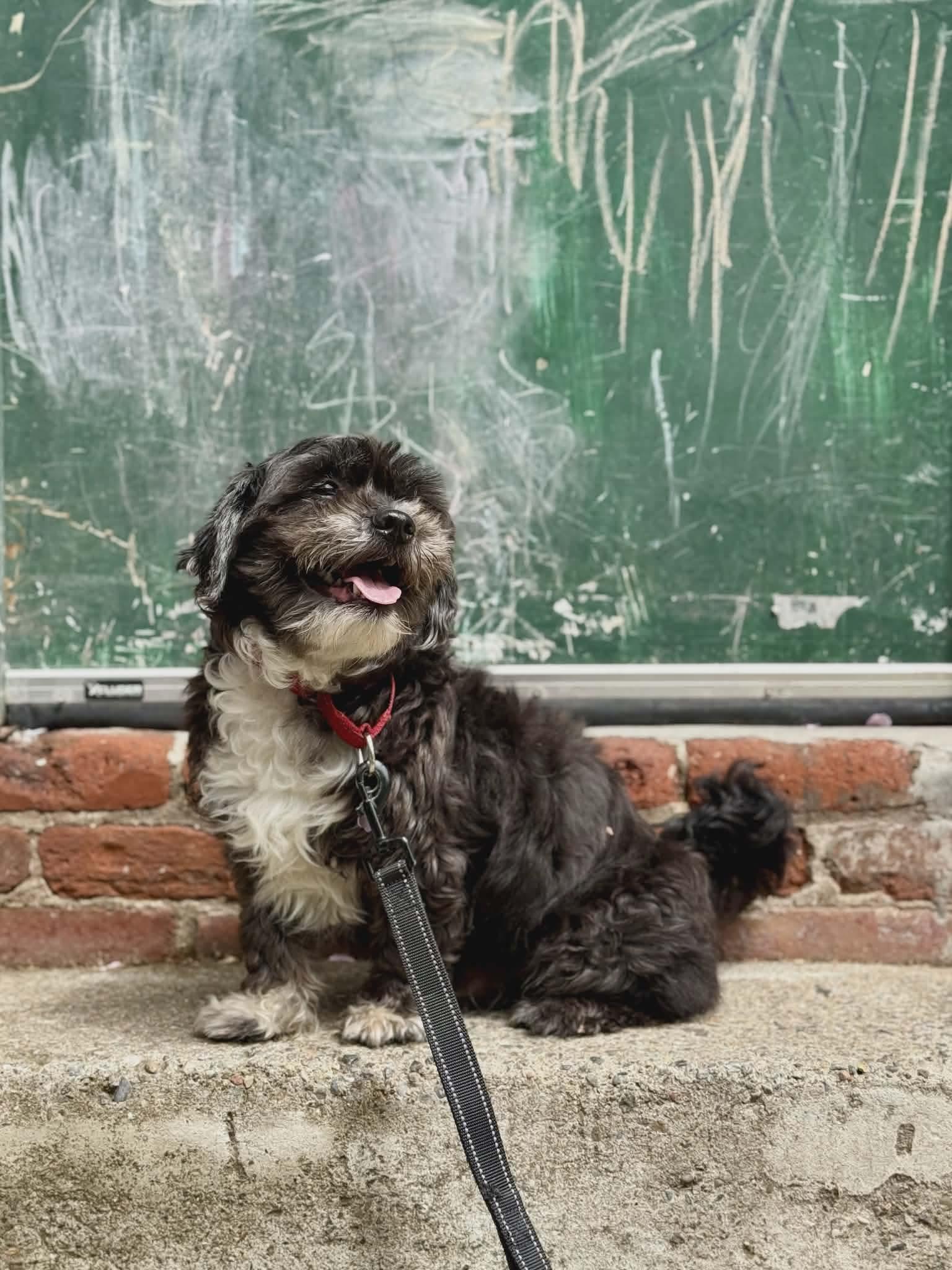 Enlarge King, a Adoptable mixed breed in Westwood, NJ image 6/6