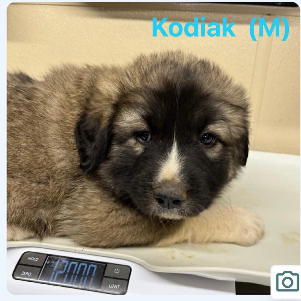 Enlarge Kodiak, a Adoptable mixed breed in Oxford, ME image 1/1