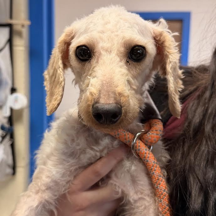 Enlarge Suavamente, an adopted Miniature Poodle in Philadelphia, PA image 1/1