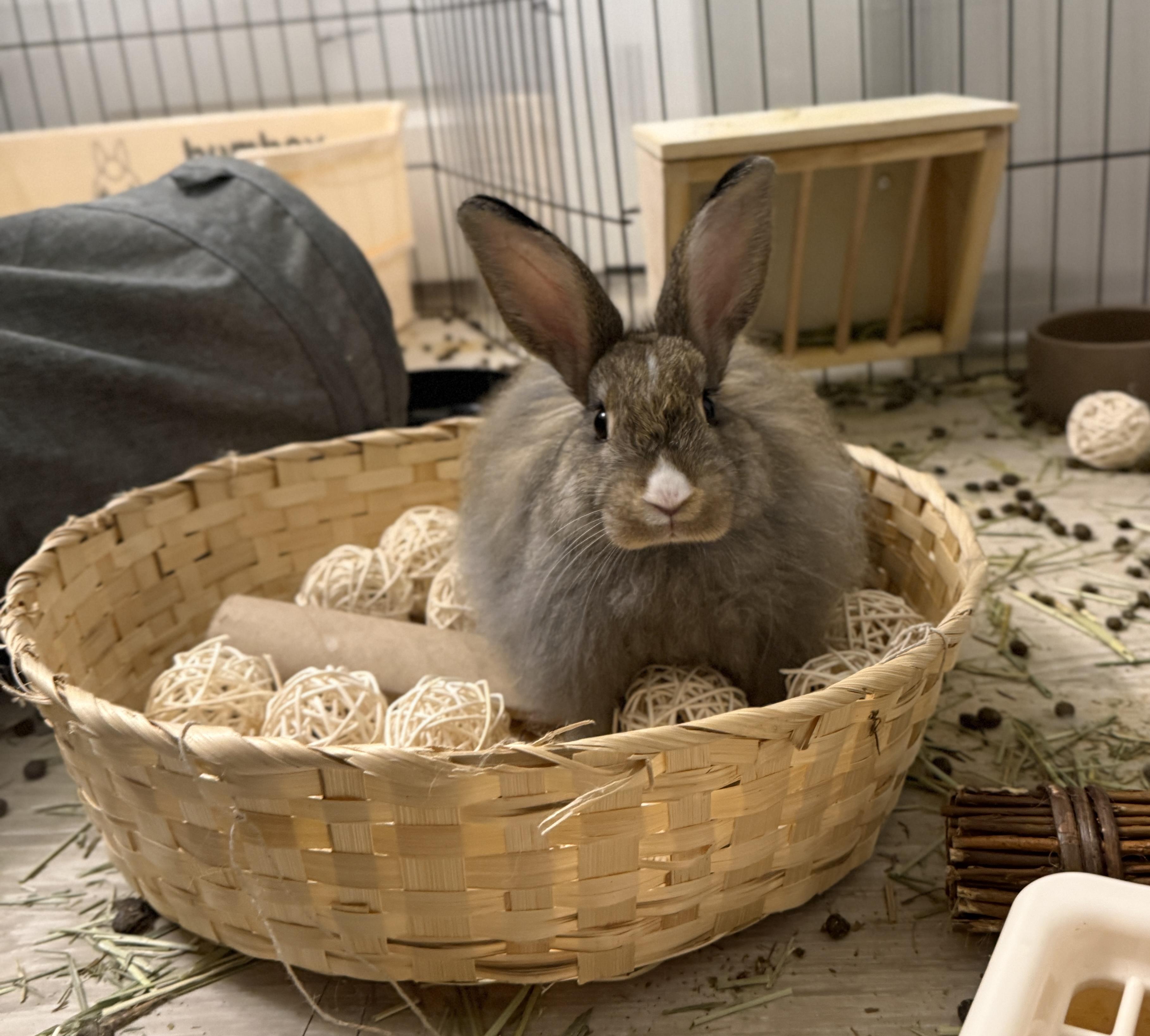 Fluffball, an adopted mixed breed in Navarre, FL image 1/2