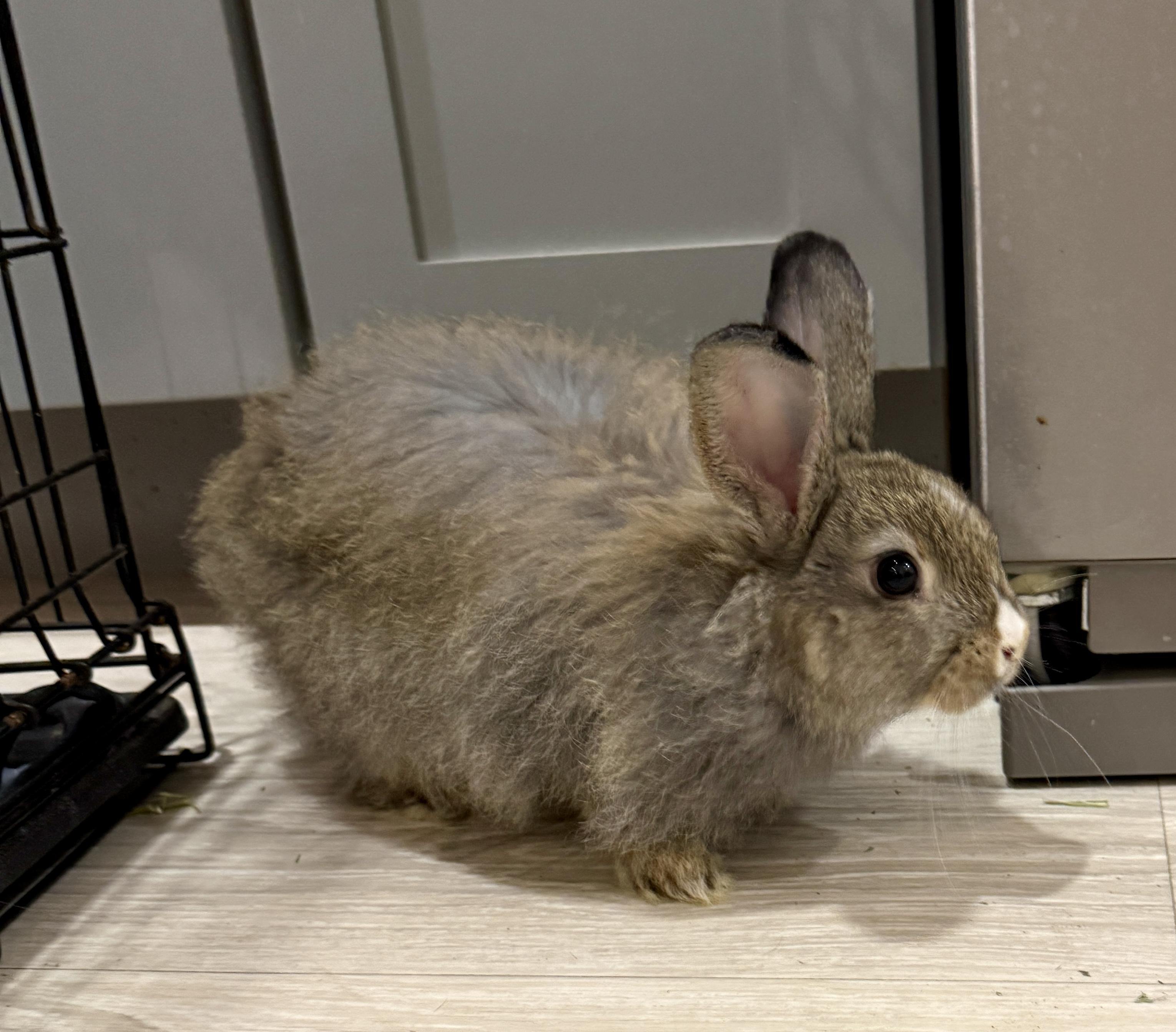 Fluffball, an adopted mixed breed in Navarre, FL image 2/2