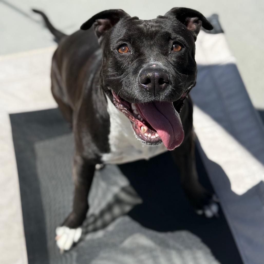 Enlarge Polly Pocket, a Adoptable Pit Bull Terrier in Freeport, FL image 1/1