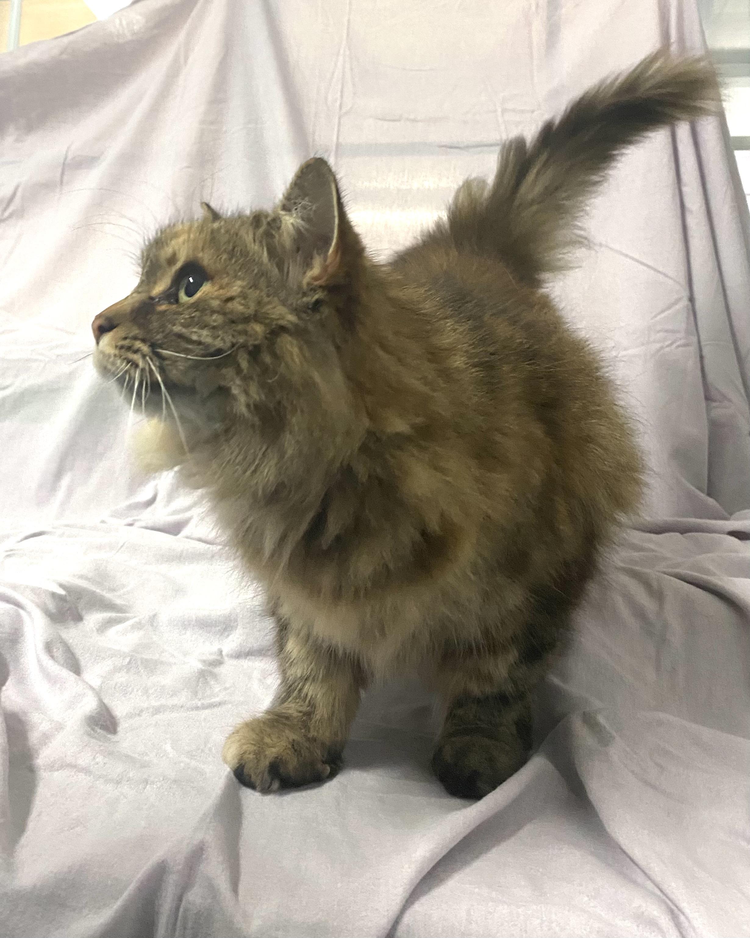 Enlarge Liona, a Adopted Tabby in Stanstead, QC image 5/5