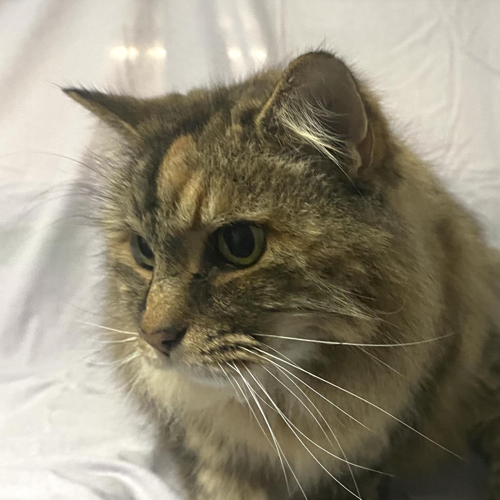 Enlarge Liona, a Adopted Tabby in Stanstead, QC image 3/5