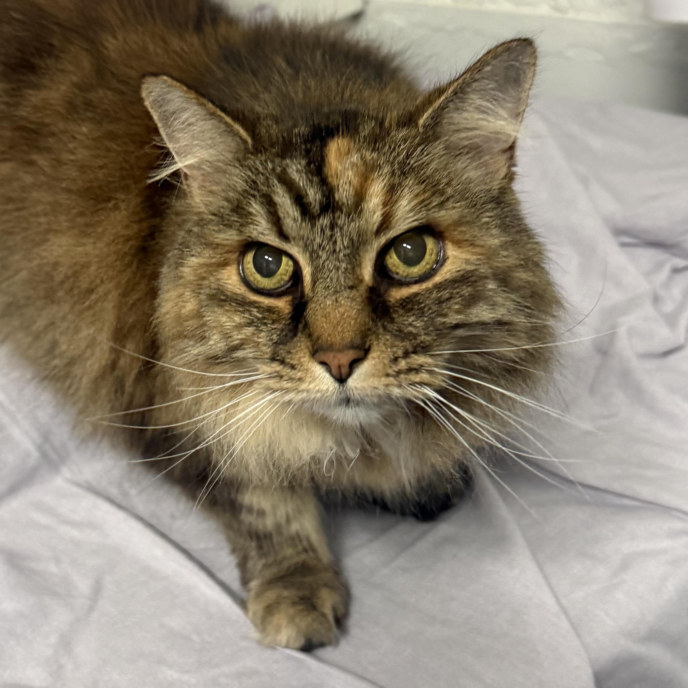 Liona, Adopted, Adult Female Tabby.
