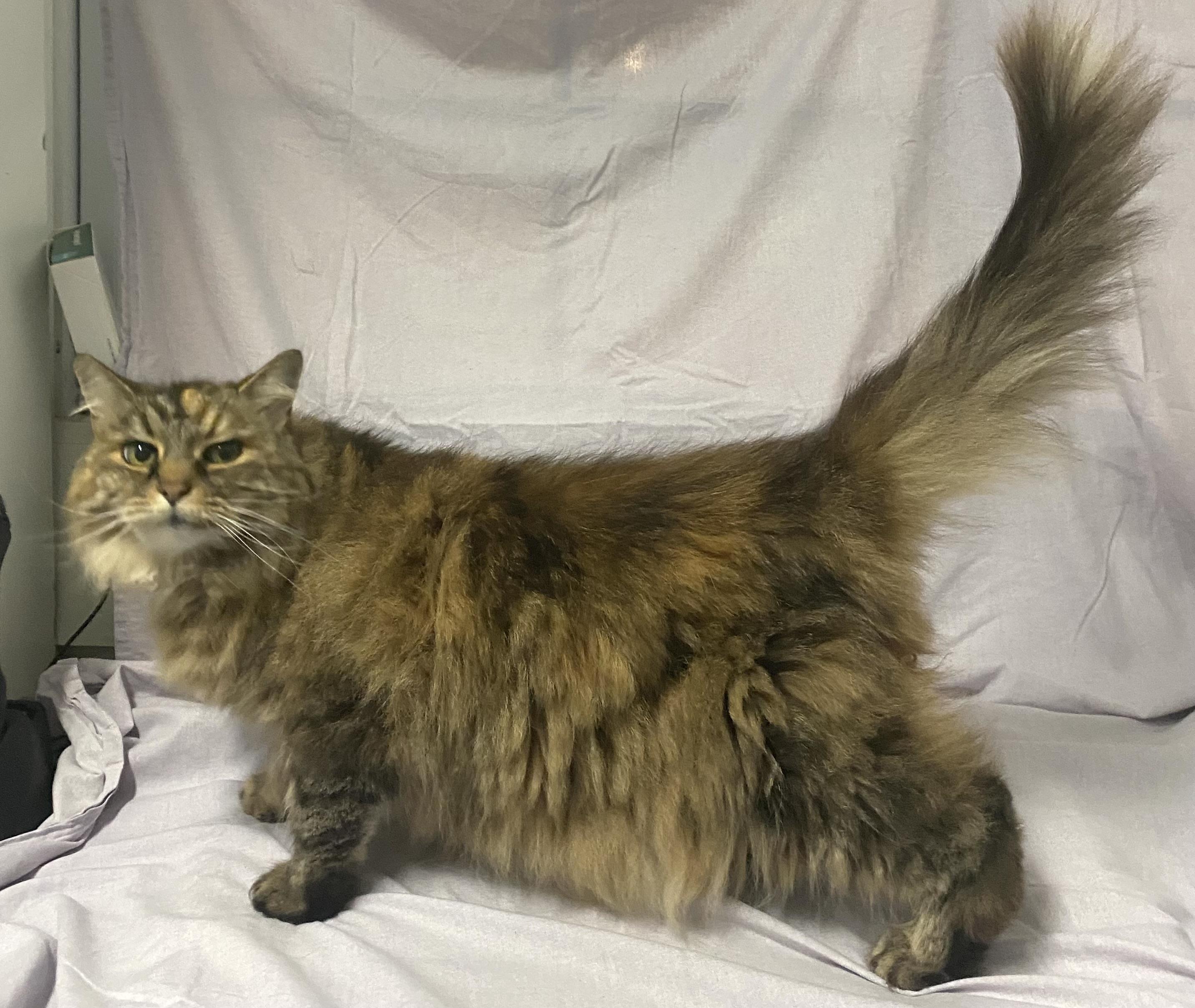 Enlarge Liona, a Adopted Tabby in Stanstead, QC image 2/5