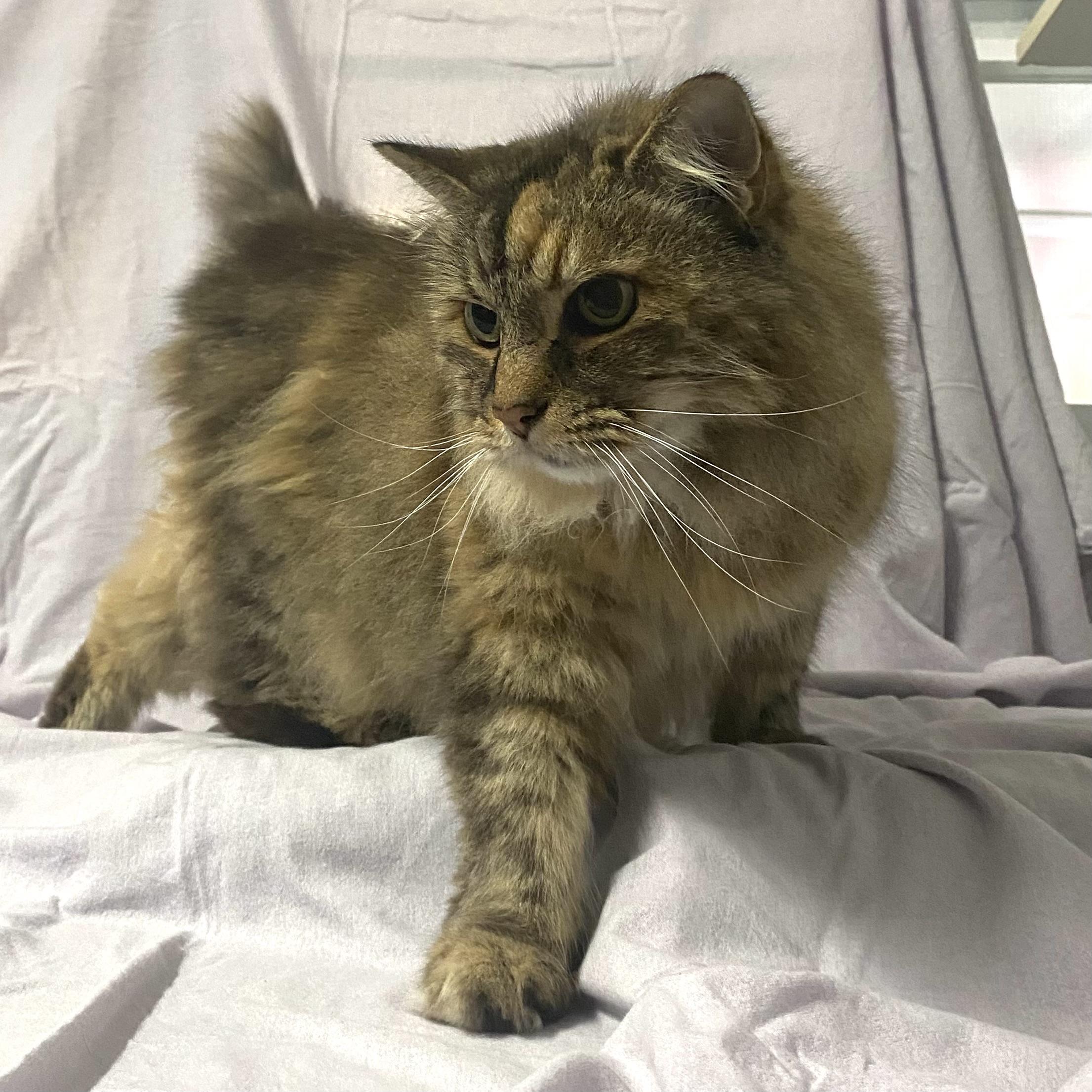 Enlarge Liona, a Adopted Tabby in Stanstead, QC image 4/5