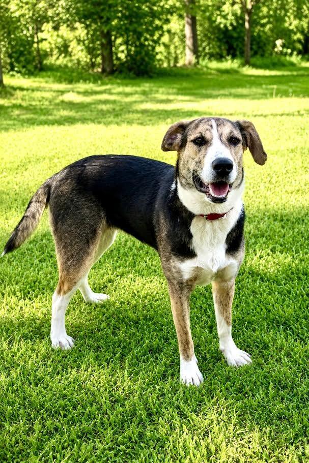 Ivy, a Adoptable Mixed Breed in Maryville, TN image 1/6