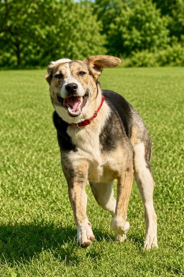 Ivy, a Adoptable Mixed Breed in Maryville, TN image 2/6