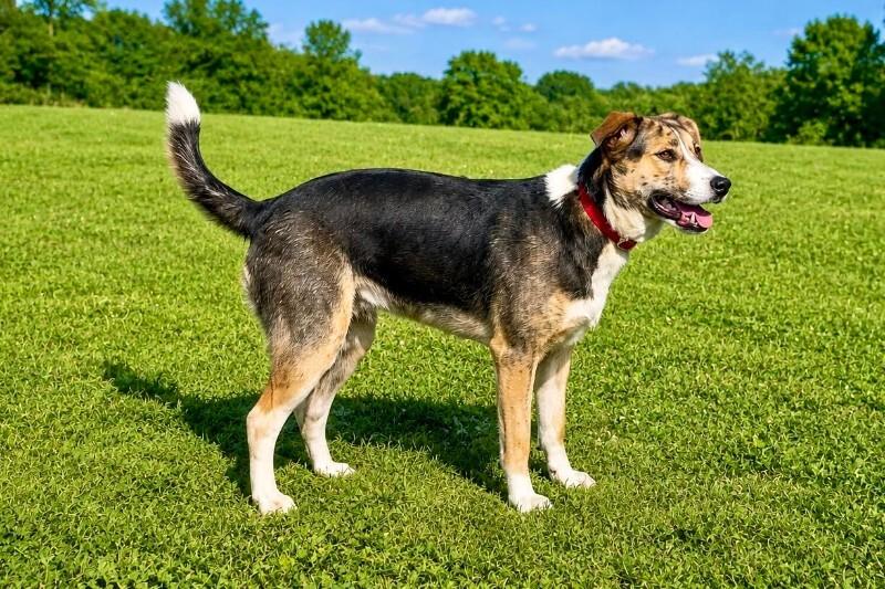 Ivy, a Adoptable Mixed Breed in Maryville, TN image 4/6