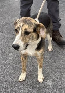 Ivy, a Adoptable Mixed Breed in Maryville, TN image 6/6