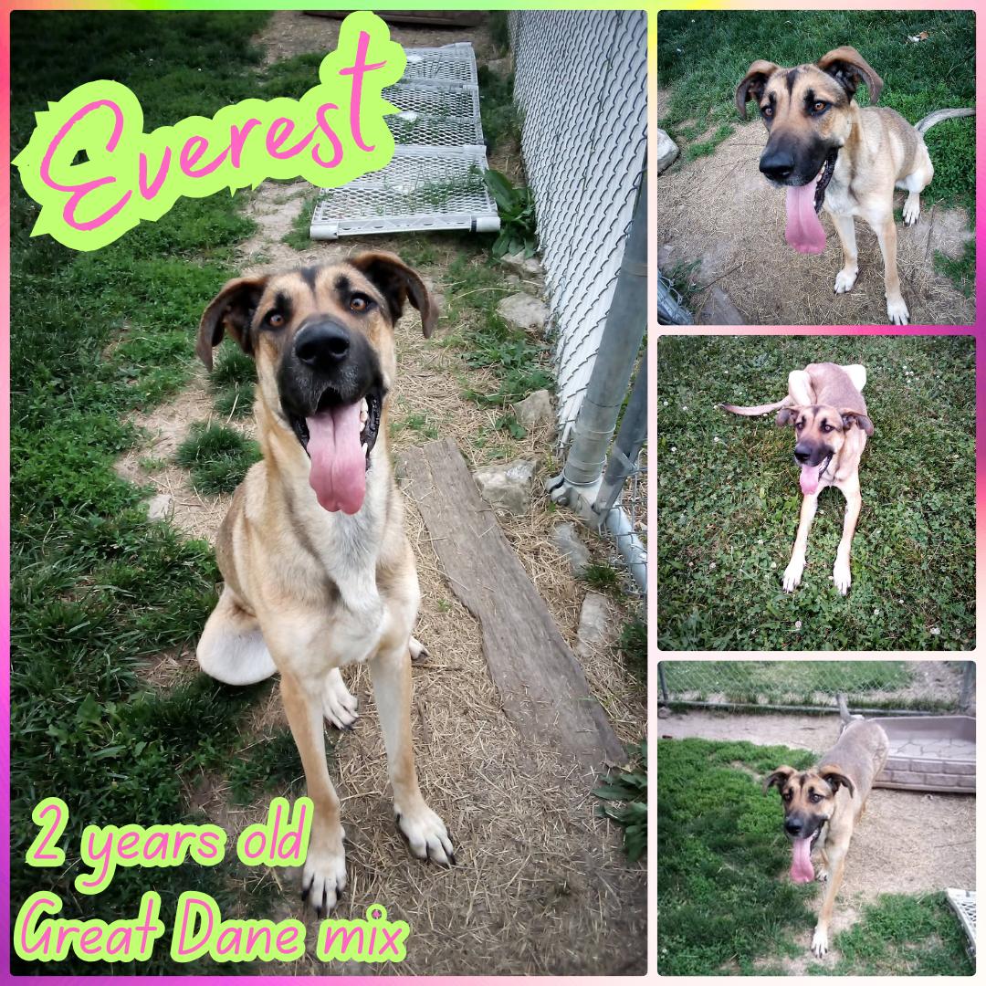 Everest, ADOPTABLE, Adult Male Great Dane.