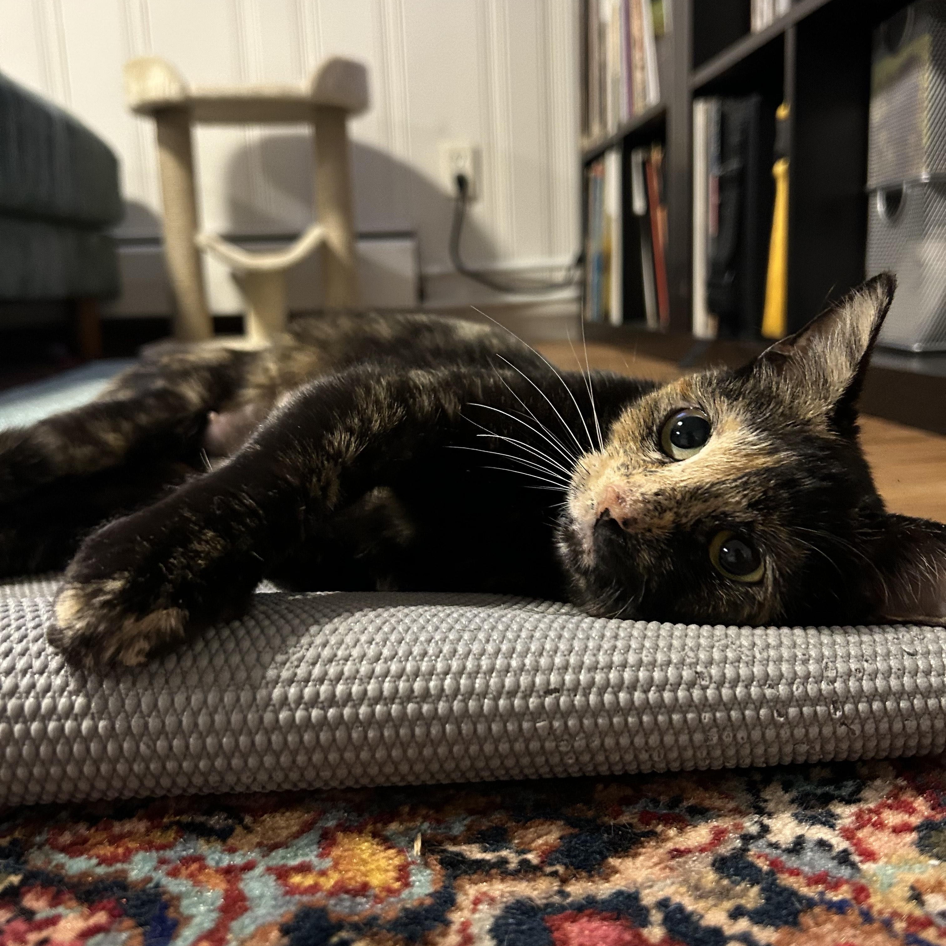 Emma Stone thumbnail 3