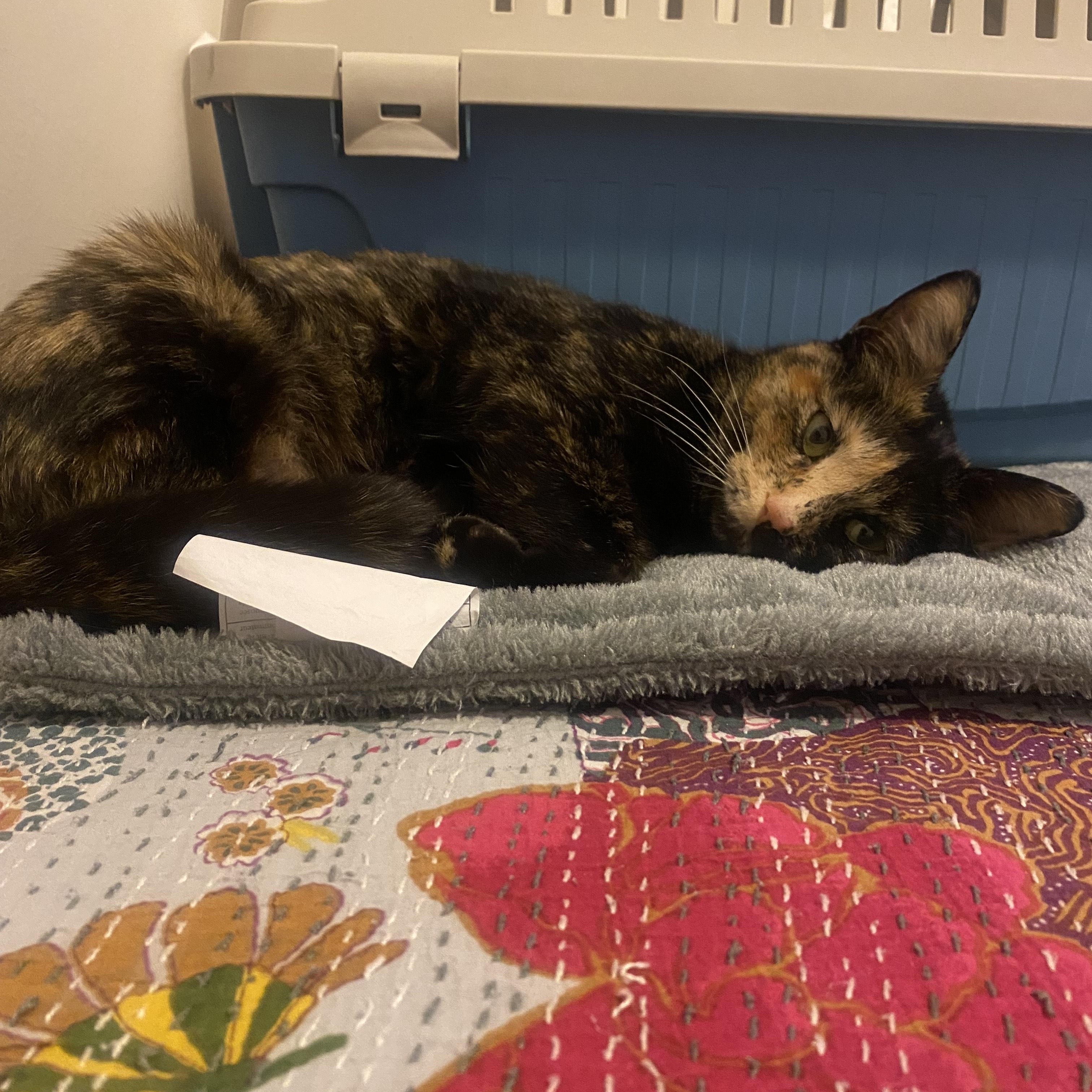 Emma Stone thumbnail 4