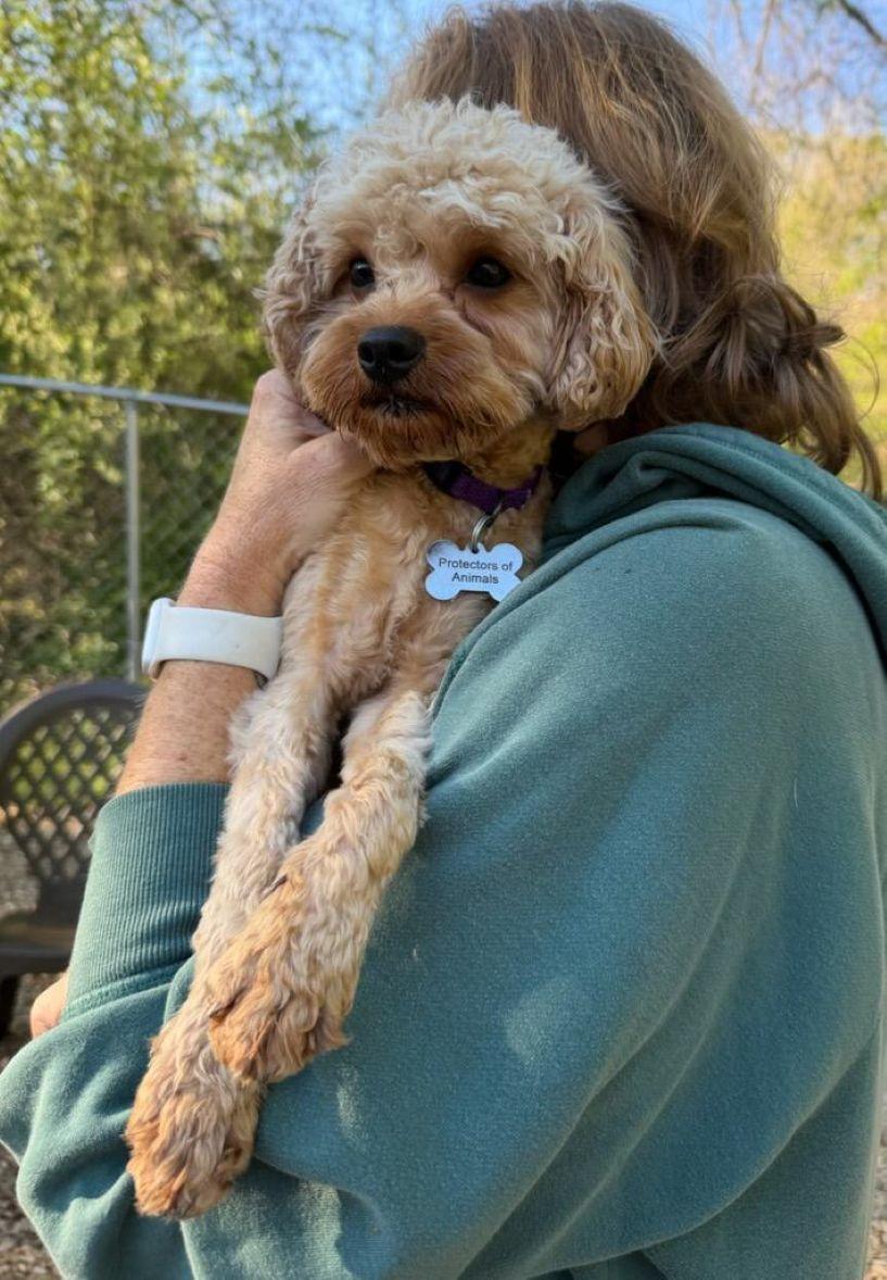 Charlie, an adopted Miniature Poodle in East Hartford, CT image 2/4