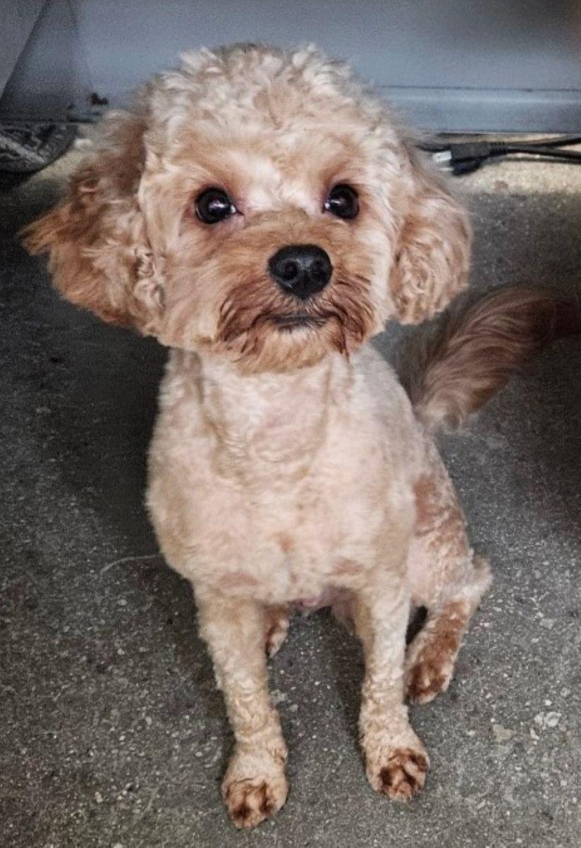 Charlie, an adopted Miniature Poodle in East Hartford, CT image 1/4