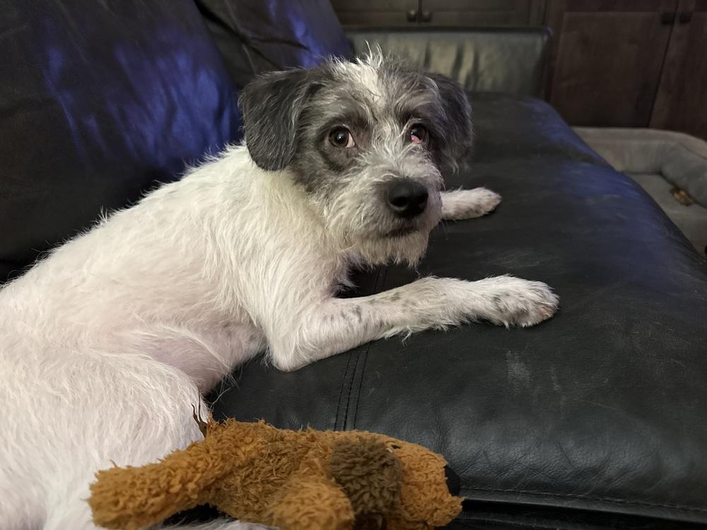 Percy, Adoptable, Young Male Labradoodle & Schnauzer.