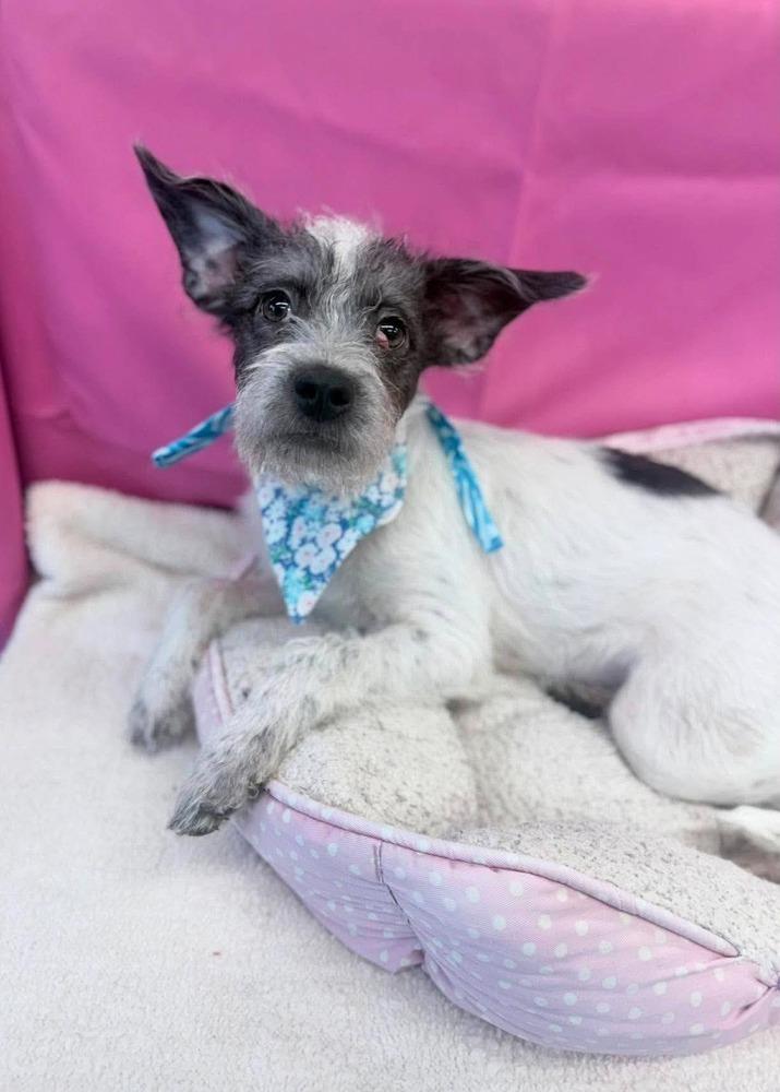 Enlarge Percy, a Adoptable mixed breed in Aurora, CO image 2/2