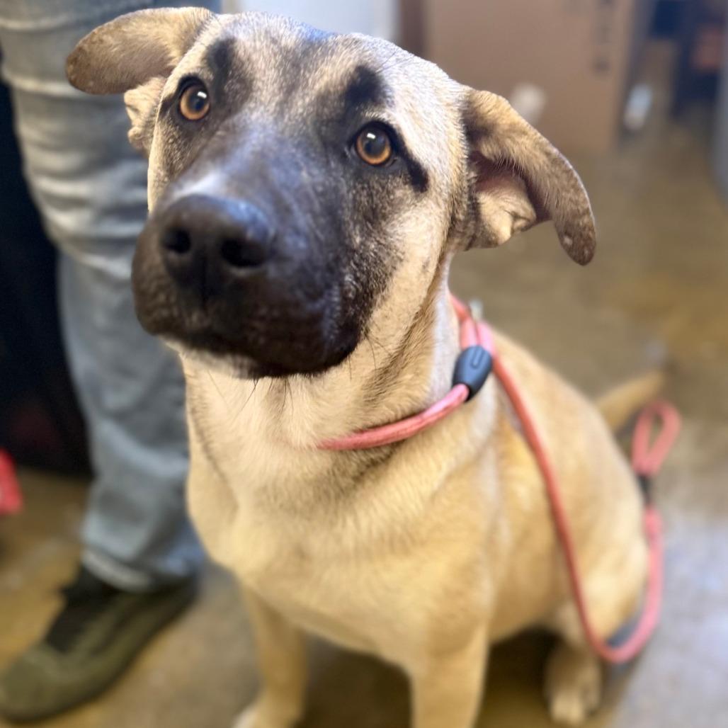 Enlarge Cheech, a Adoptable Mixed Breed in Corinth, MS image 2/2