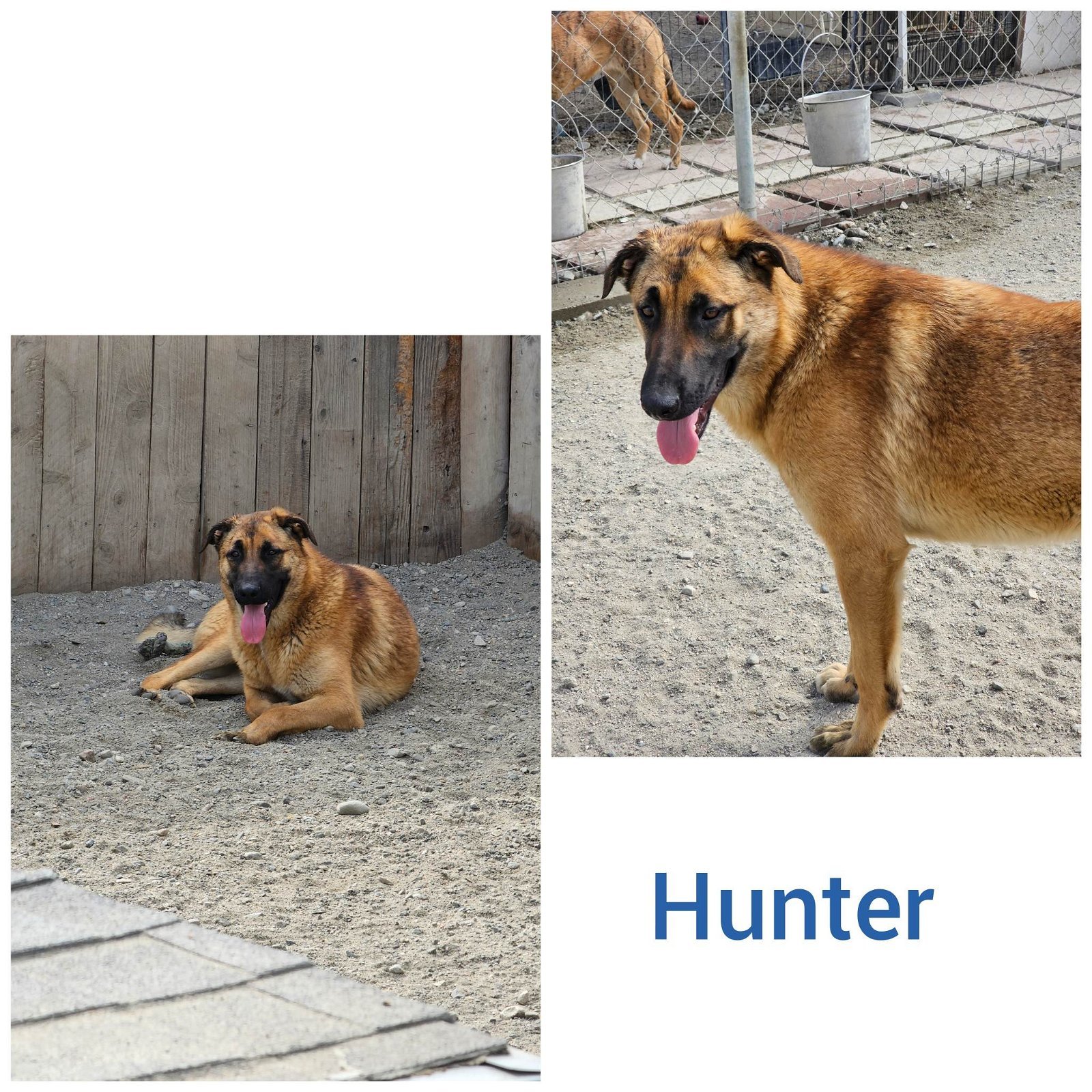 Hunter, Adoptable, Young Male German Shepherd Dog.