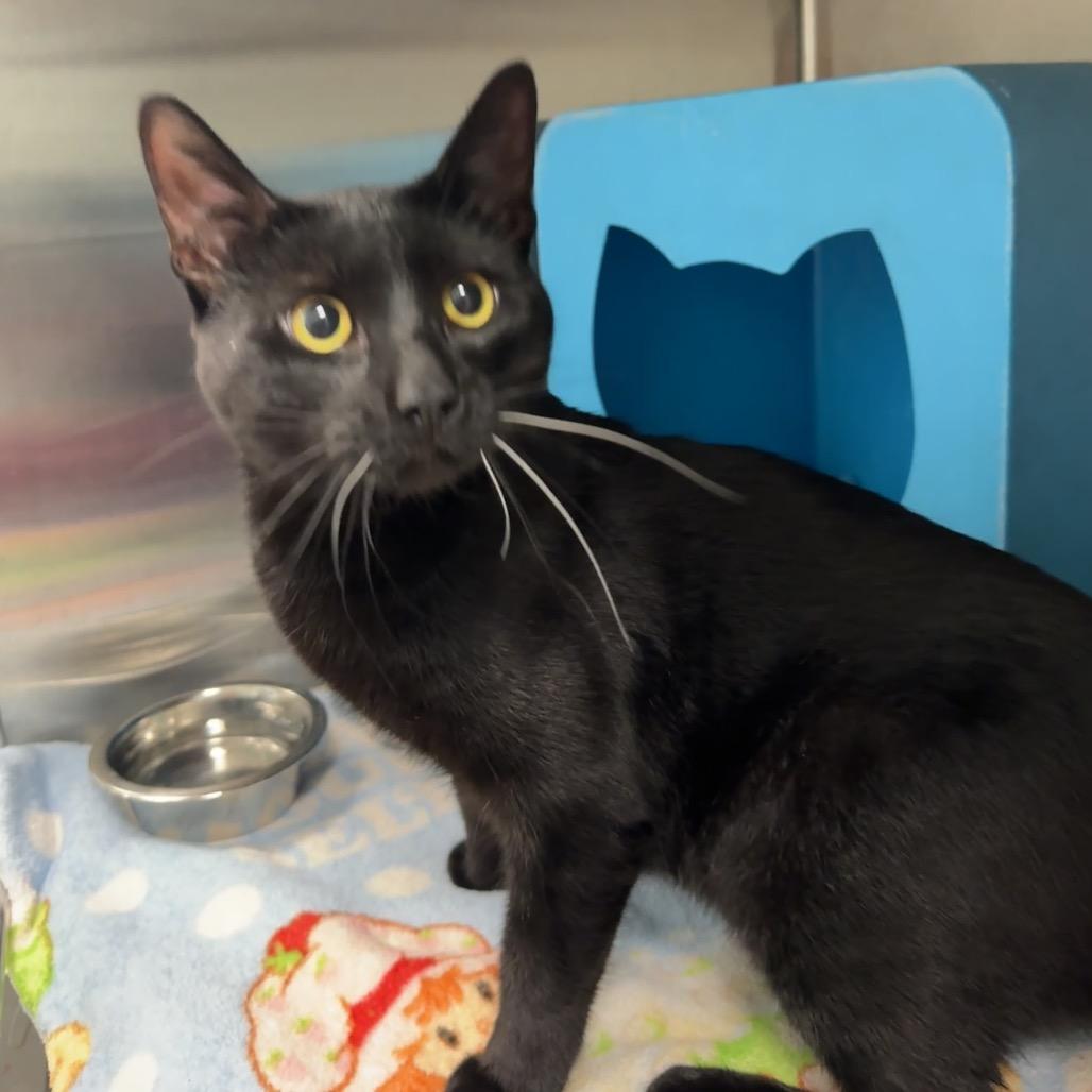Coal, Adoptable, Young Male Domestic Short Hair.