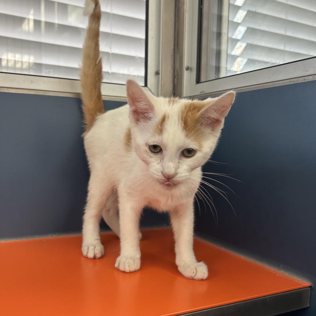 Enlarge Martin, a Adoptable Domestic Short Hair in Tulsa, OK image 1/1