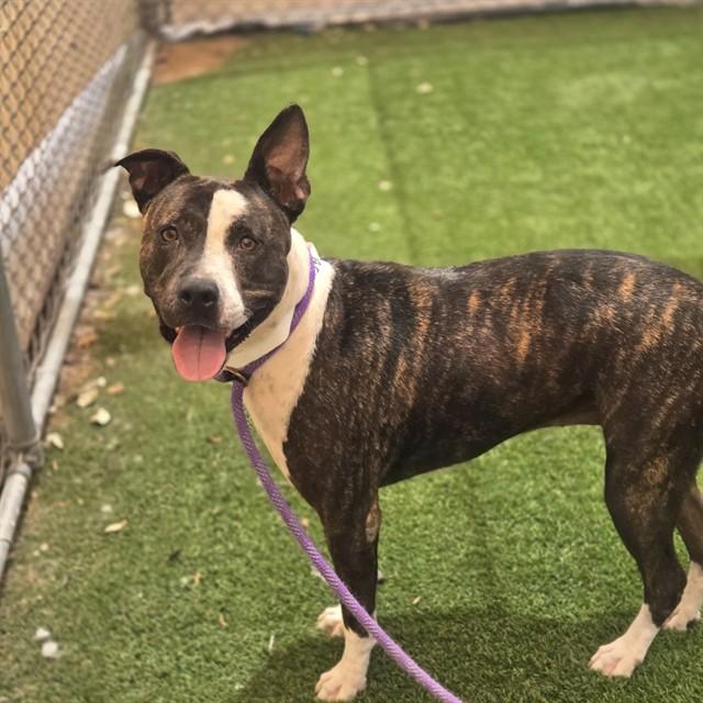 BELLA, Adoptable, Adult Female Pit Bull Terrier.