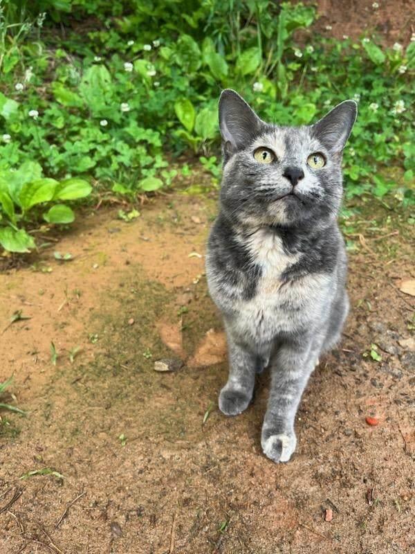 Enlarge Momma Sayso, a Adoptable Domestic Short Hair in Statesville, NC image 1/2