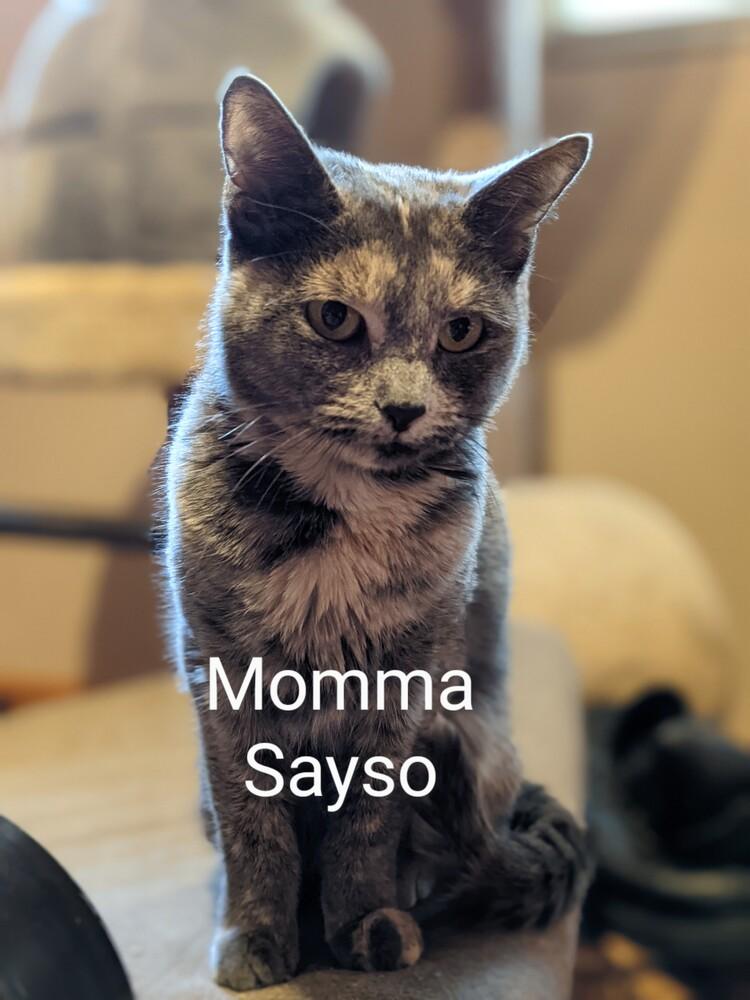 Enlarge Momma Sayso, a Adoptable Domestic Short Hair in Statesville, NC image 2/2