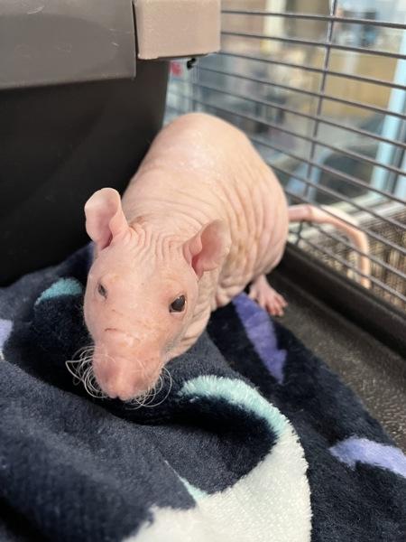 Enlarge Peanut (trio To Grandpa & Shy), a Adoptable mixed breed in Stratham, NH image 1/1