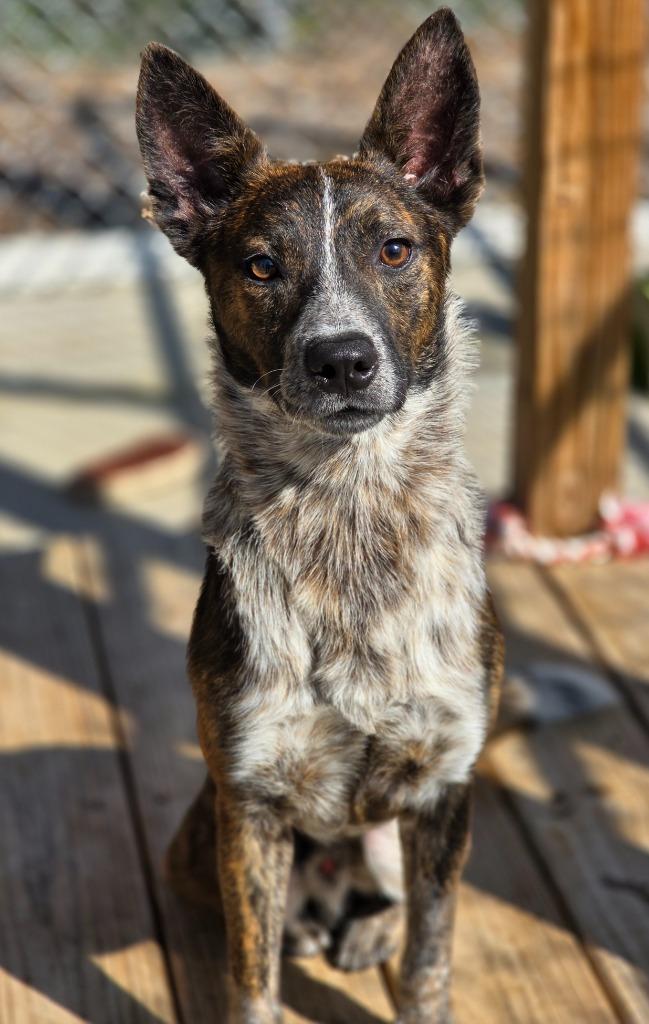 Enlarge Fulton / AC 26907 D, a Adoptable mixed breed in Greeneville, TN image 1/1