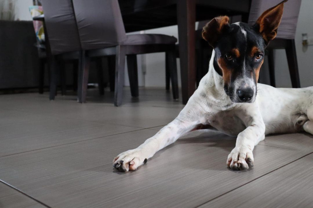 Enlarge MARVIN from Aruba!!!, a Adopted mixed breed in Elgin, IL image 1/15