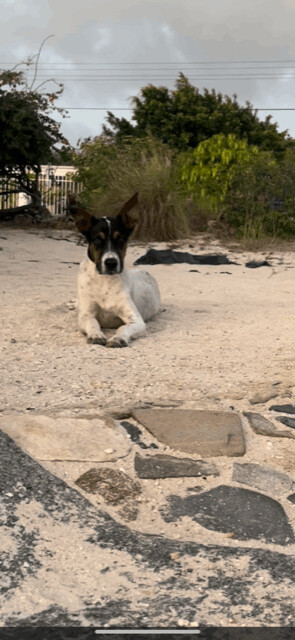 Enlarge MARVIN from Aruba!!!, a Adopted mixed breed in Elgin, IL image 2/15