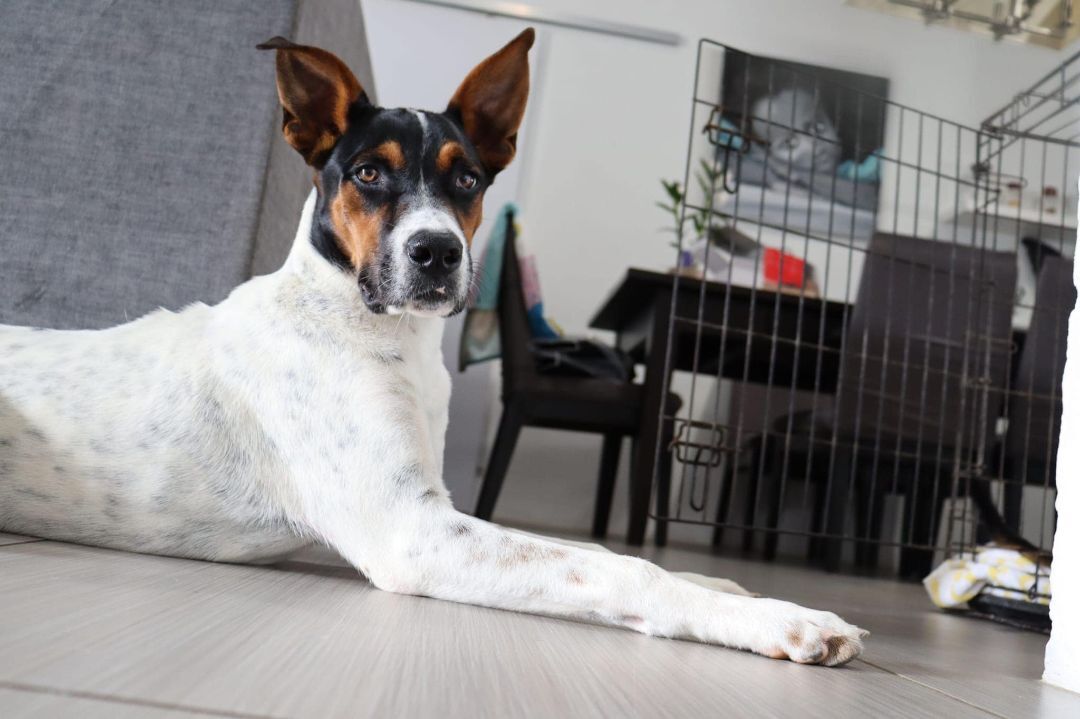 Enlarge MARVIN from Aruba!!!, a Adopted mixed breed in Elgin, IL image 3/15