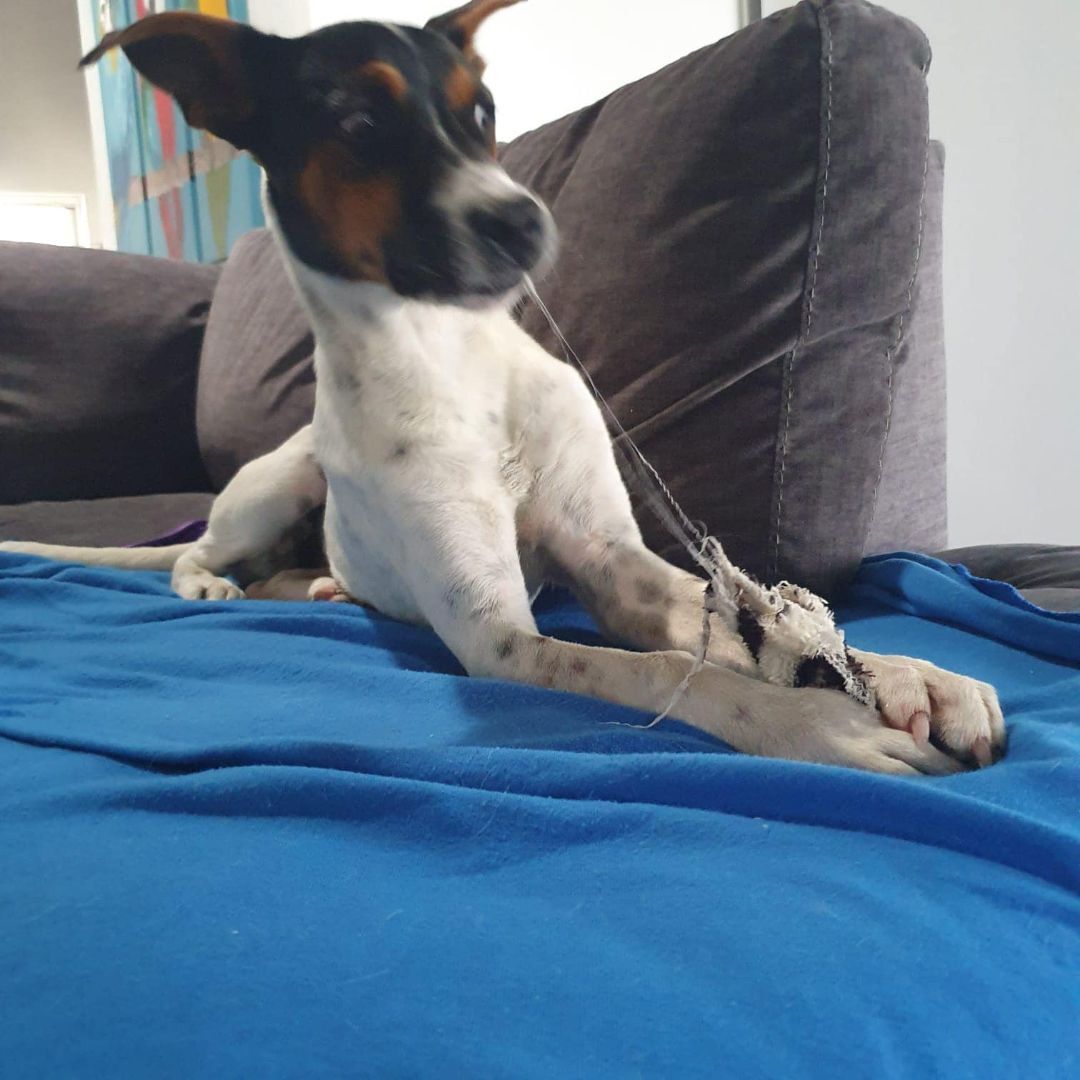 Enlarge MARVIN from Aruba!!!, a Adopted mixed breed in Elgin, IL image 4/15