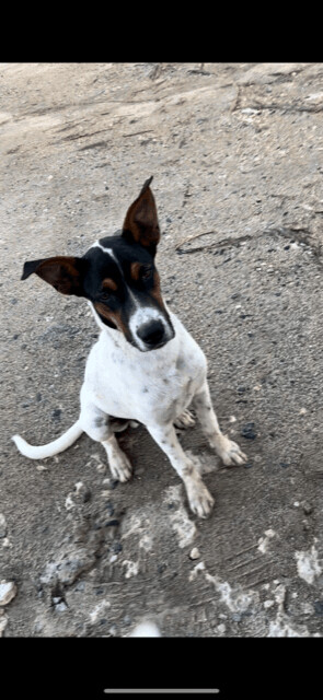 Enlarge MARVIN from Aruba!!!, a Adopted mixed breed in Elgin, IL image 5/15