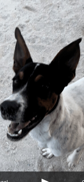 Enlarge MARVIN from Aruba!!!, a Adopted mixed breed in Elgin, IL image 6/15