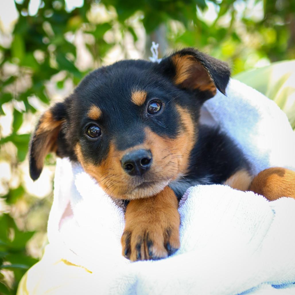 Enlarge Joker, a Adoptable mixed breed in Hattiesburg, MS image 1/6