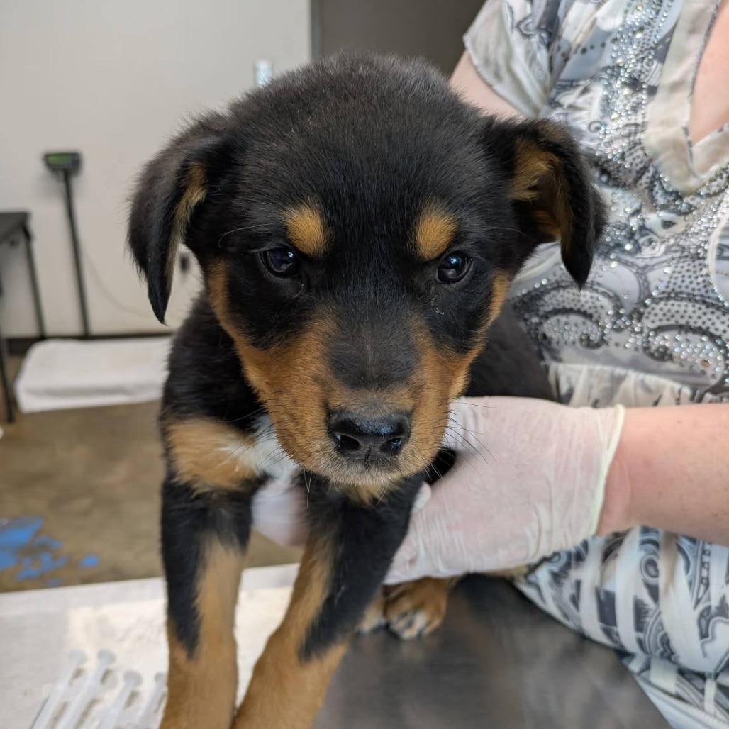 Enlarge Joker, a Adoptable mixed breed in Hattiesburg, MS image 2/6