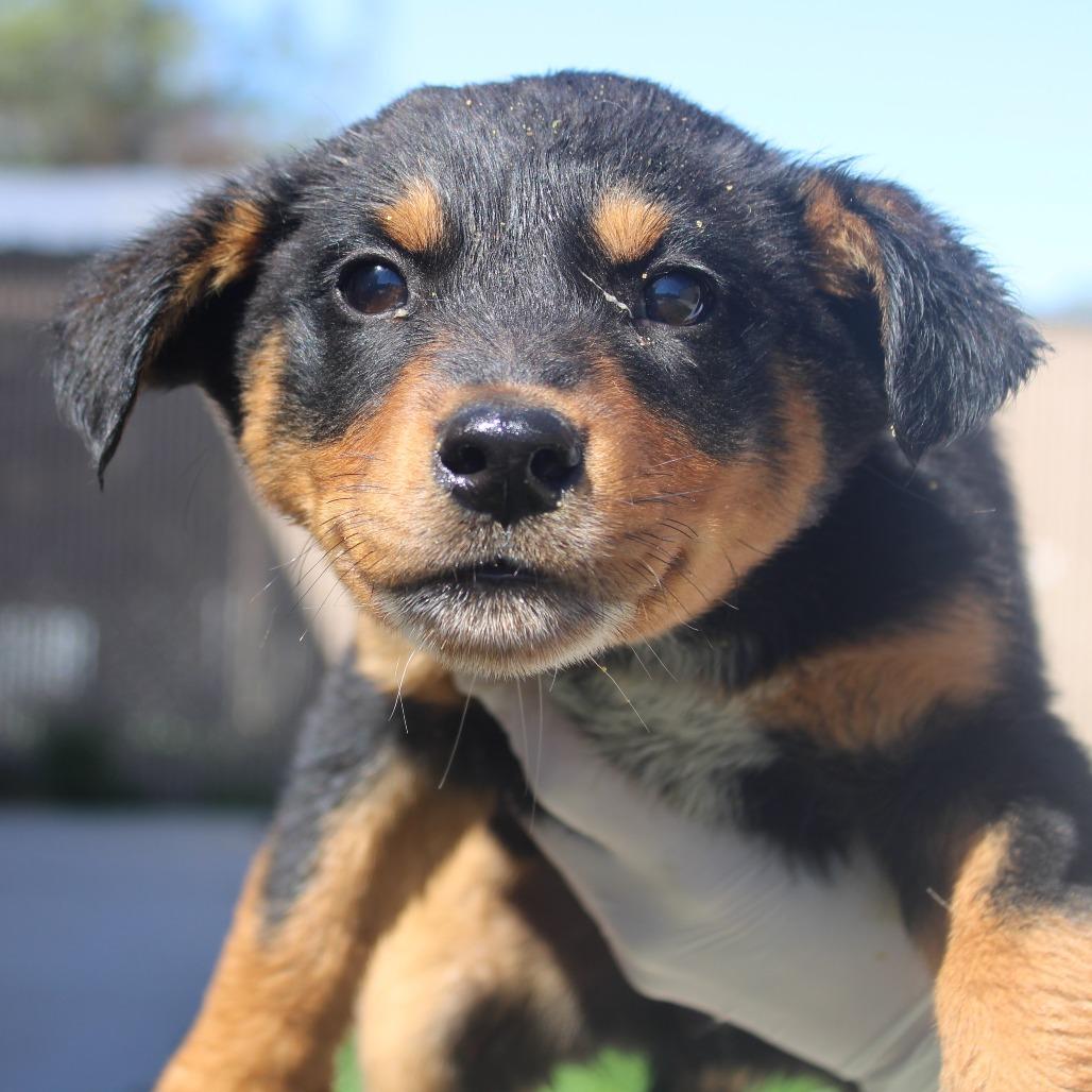Enlarge Joker, a Adoptable mixed breed in Hattiesburg, MS image 3/6