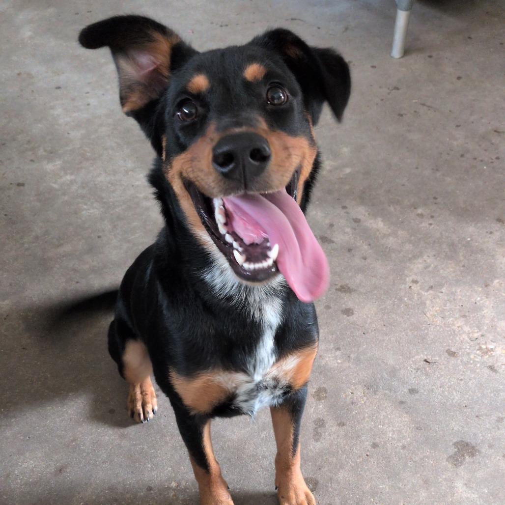 Enlarge Joker, a Adoptable mixed breed in Hattiesburg, MS image 4/6