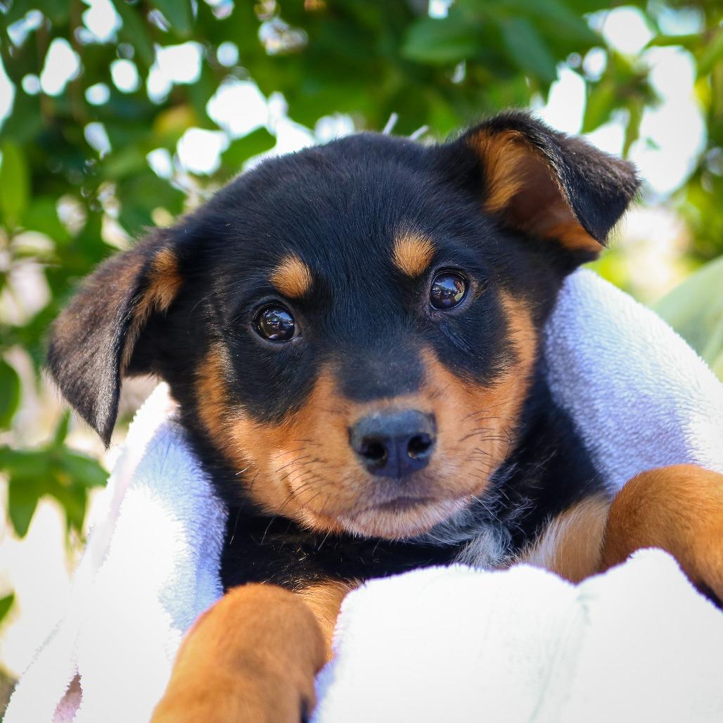Enlarge Joker, a Adoptable mixed breed in Hattiesburg, MS image 5/6