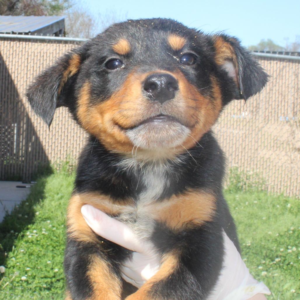 Enlarge Joker, a Adoptable mixed breed in Hattiesburg, MS image 6/6