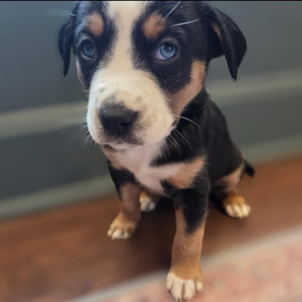 Venus, Adoptable, Puppy Female Mixed Breed.