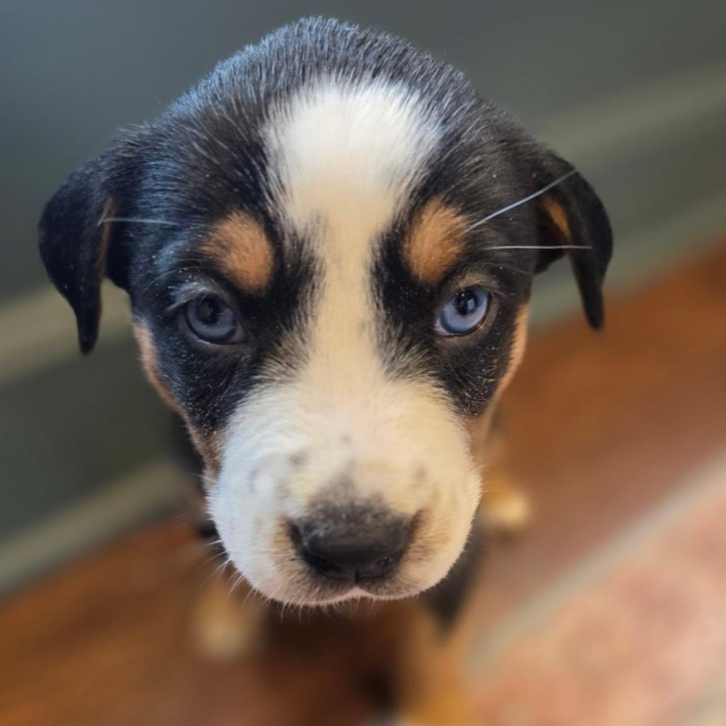 Venus, a Adoptable Mixed Breed in Kansas City, MO image 2/3