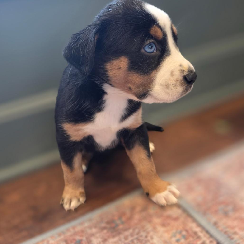 Venus, a Adoptable Mixed Breed in Kansas City, MO image 3/3