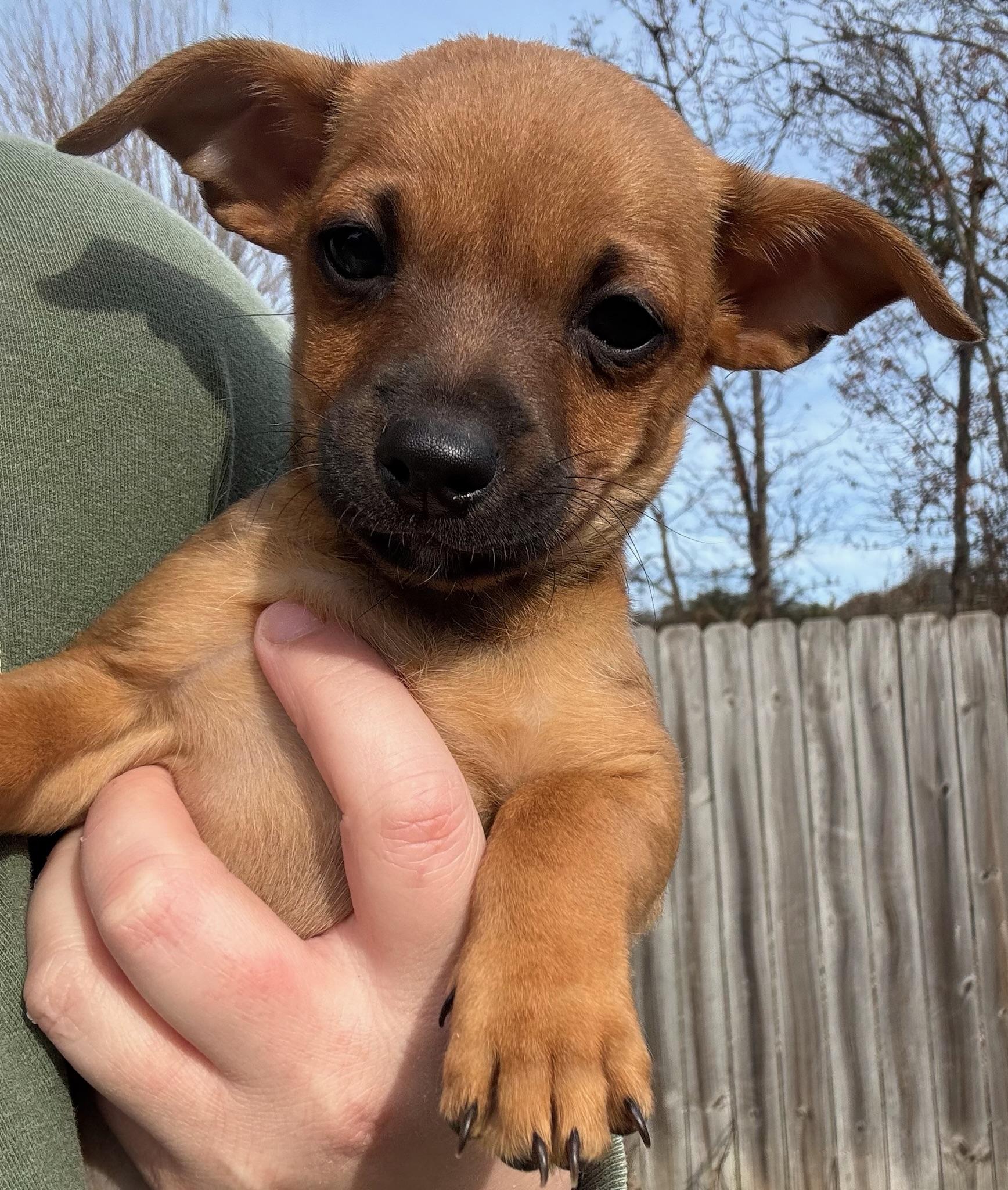 Enlarge Elphaba, an adopted mixed breed in Calera, AL image 4/6