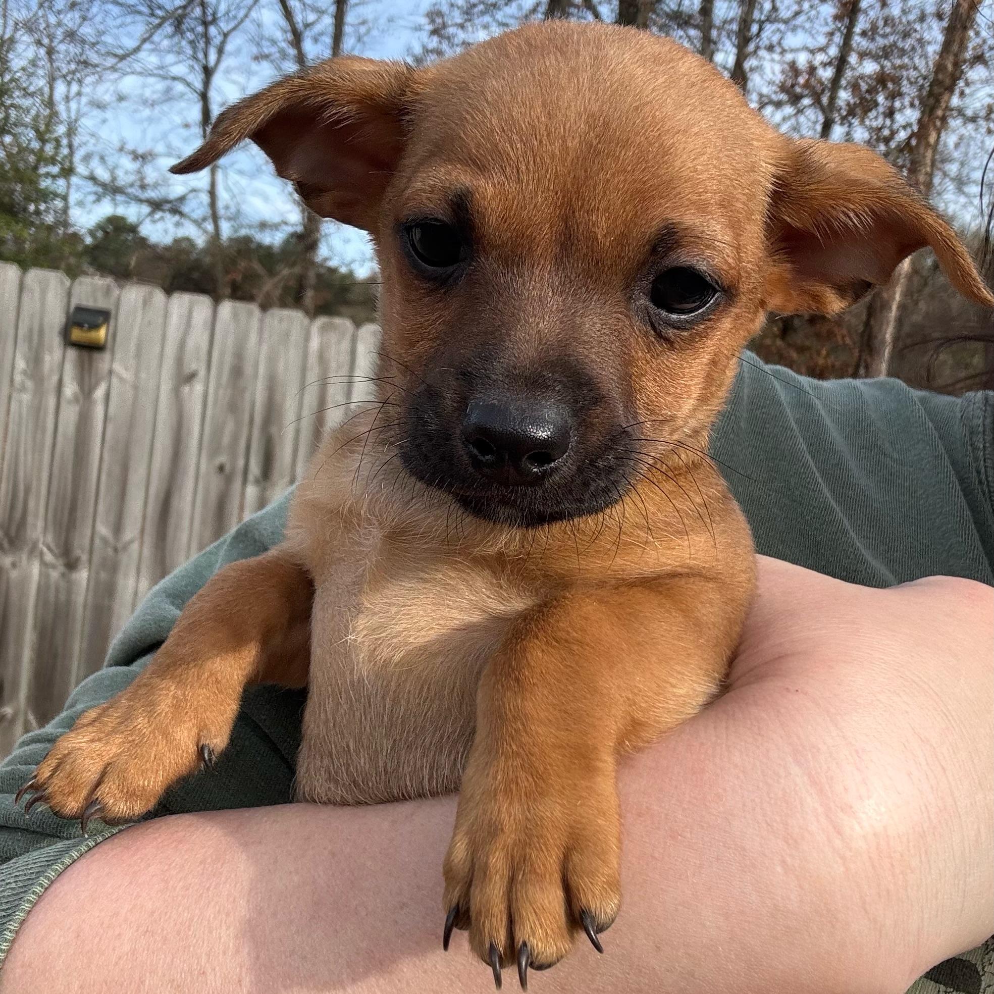 Enlarge Elphaba, an adopted mixed breed in Calera, AL image 6/6