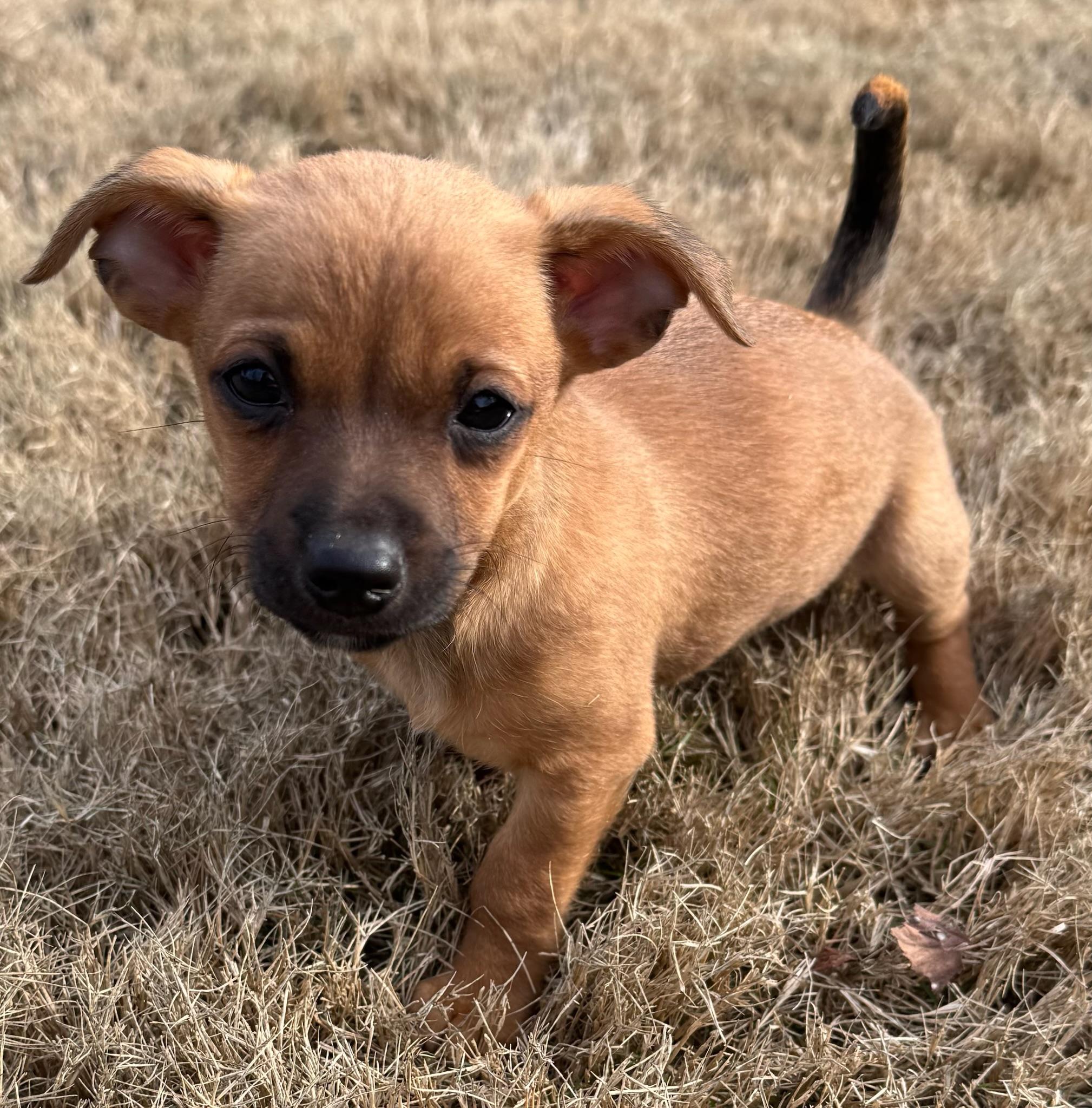 Enlarge Elphaba, an adopted mixed breed in Calera, AL image 1/6